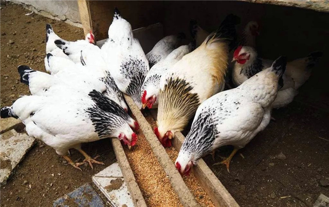 �������Ӽ�