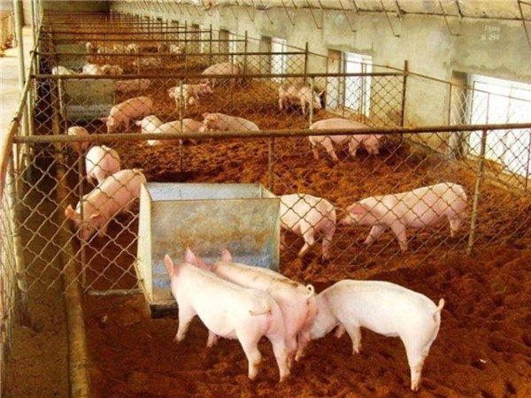 ����Ӧ�������ح�ڶ��£� �Ż���������