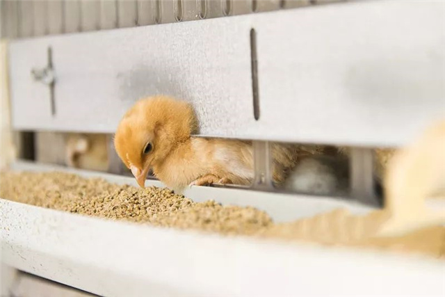 �������Ӽ�