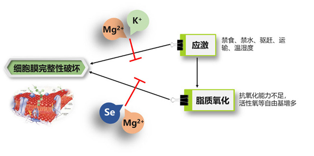 �������Ӽ�