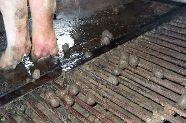 ����ĸ������