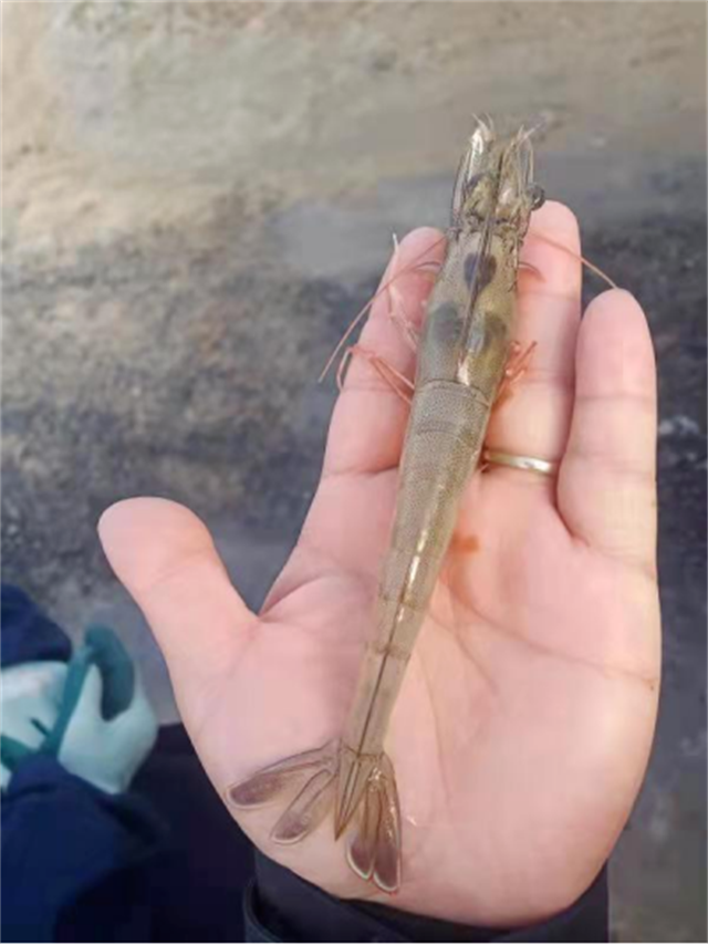 ��Ϻ�л�΢��Ԫ���ٲ���