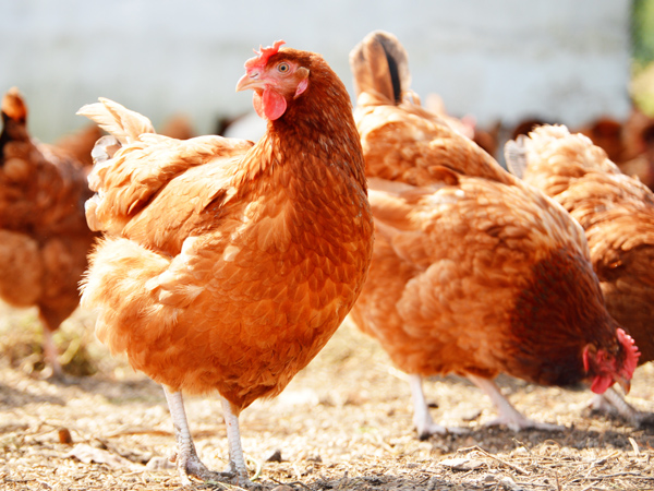 ΢��Ԫ�����ϵ���һ�������ϵ�˫�ر�������ֳ��˫����ֵЧӦ