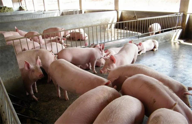 ������ֳ