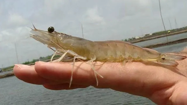 ��Ϻ��������΢��Ԫ��ȱ��