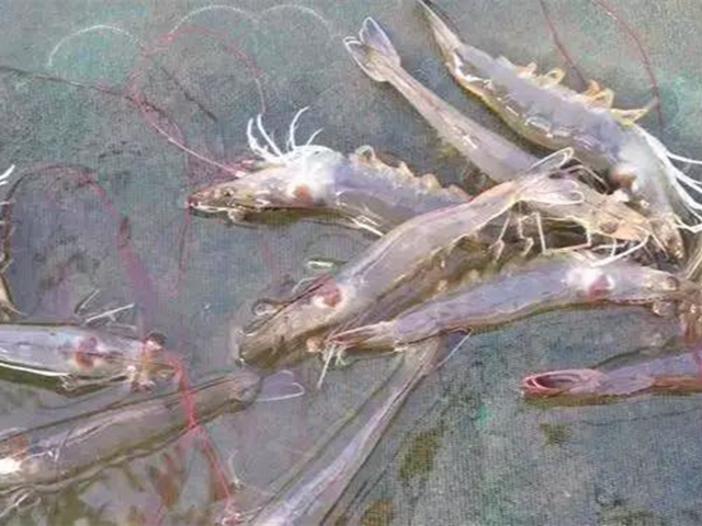 ��ϺӦ������