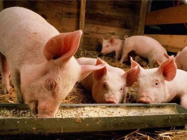 ���������Ӽ�