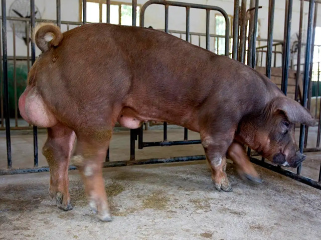 ������������ʲô����