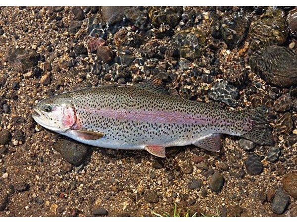 ����������������������õ�п������ͭԴ