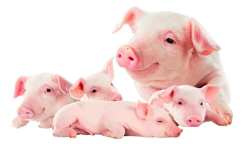 ������Ч����ô����