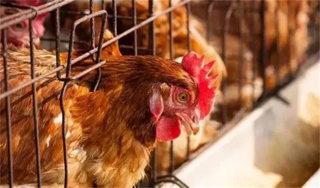 ������Ӧ��������