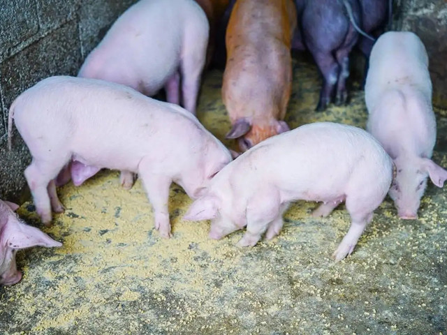 �����׶���������