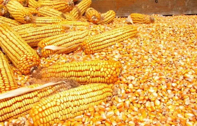 �����׶���������