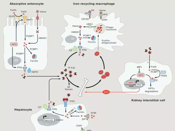 ΢��Ԫ�����Ӽ����������������ѡ�����Ƽ��ͷ���