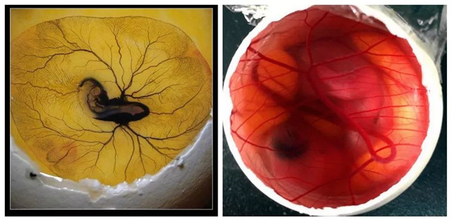 �������Ӽ�