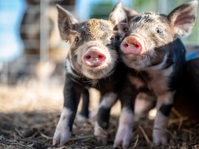 �������������������н�����������Ҫ�μ��⼸������Ҫ�㣡