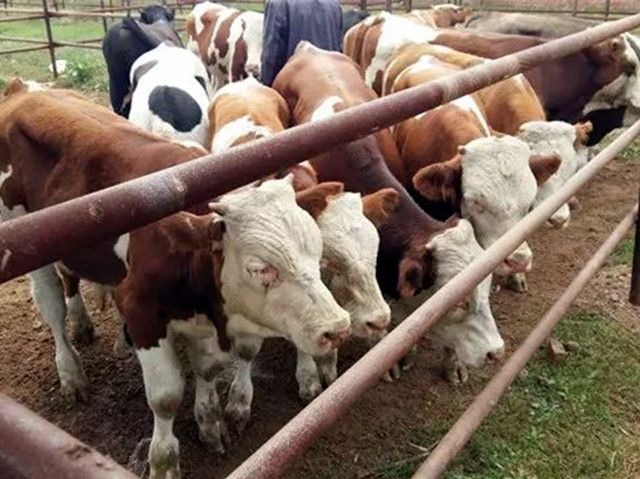 ��ţ��������ι������