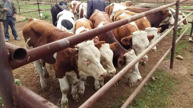 ��ţ��������ι������