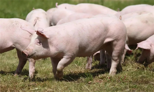 �����۸�