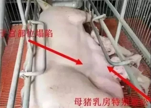 �ж�ĸ���Ƿ�����2����������