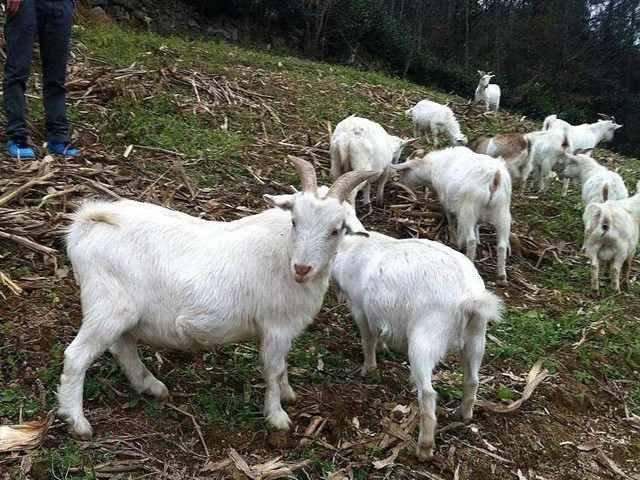 ��ֳ������׼