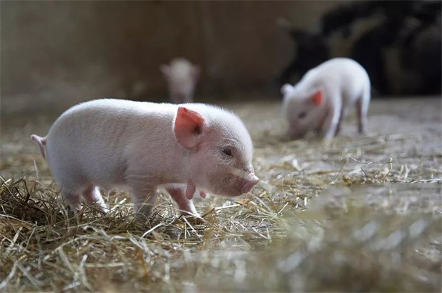 ���ӹ�����ҳ