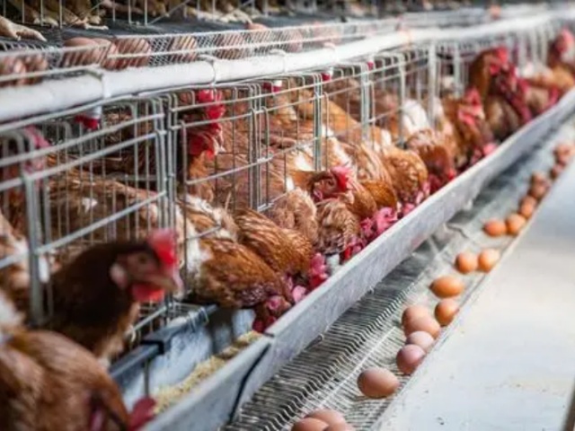 ����������������Ҫ��