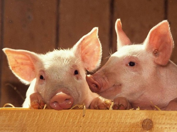 ��������������ֳ�е�Ӧ��