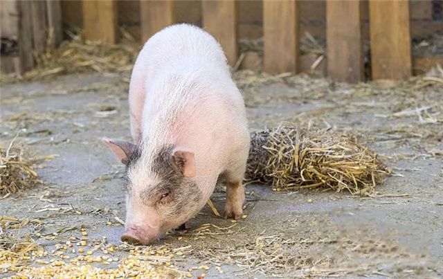 �������Ӽ�