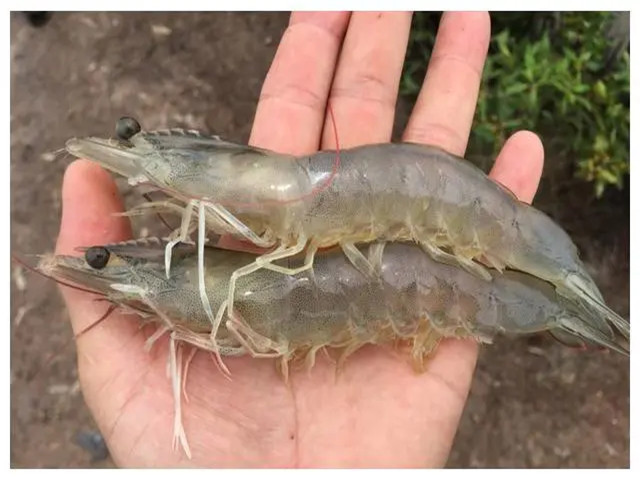 ��Ϻ��ֳʲôʱ����Ҫ��������Щ��Ϻ����Ҫ��һ��Ҫ�ղأ�