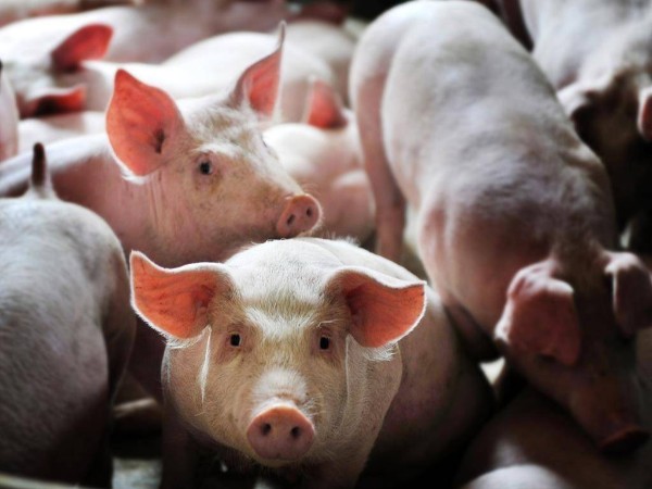 �������Ǽ�ɲ��δ�����л�����ͷ����