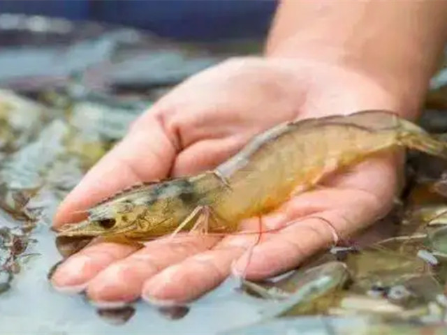 ��Ϻ�����ɿǷ���